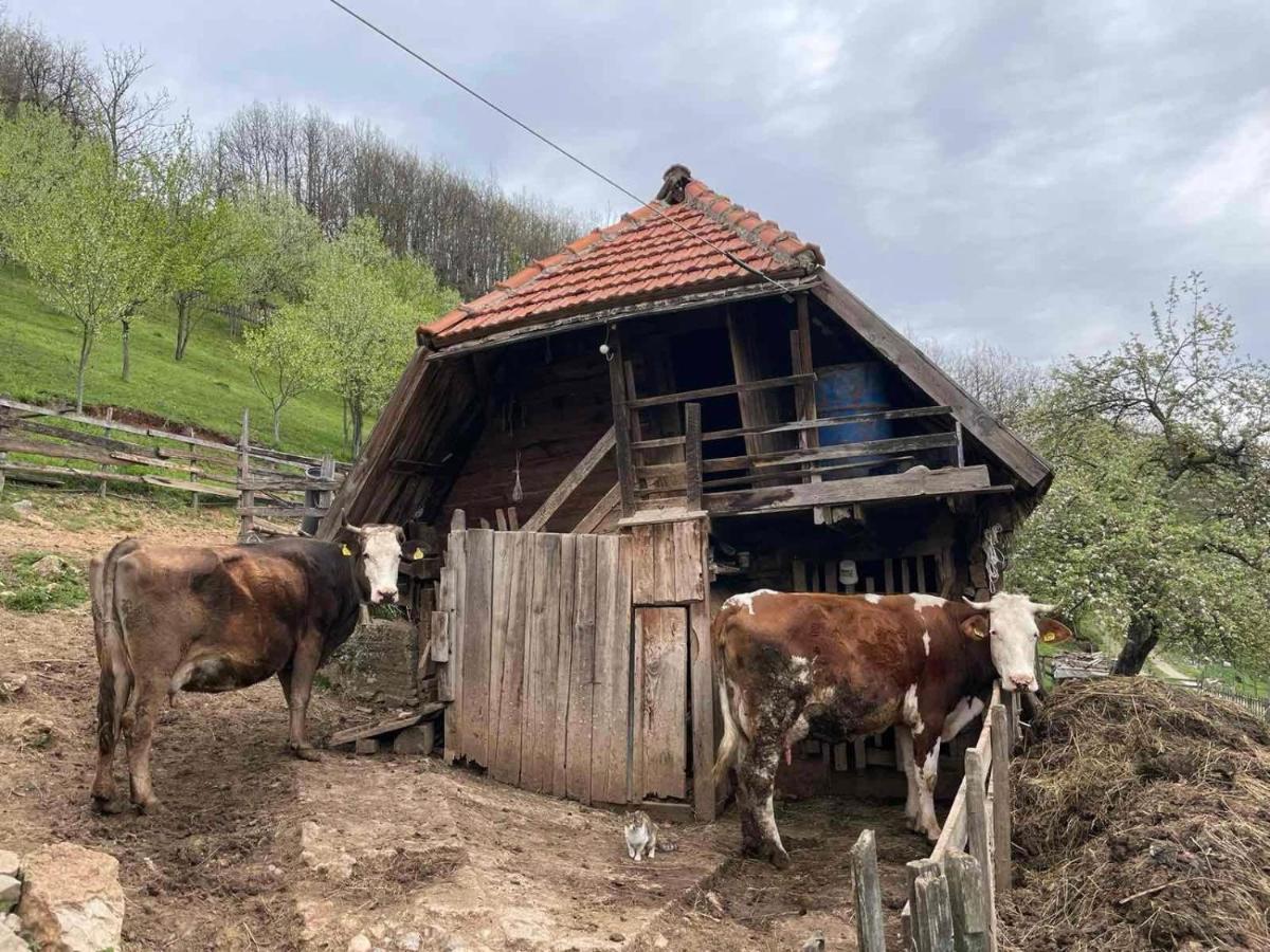 Family Owned Self Sufficient Eco Farm Tara Hotel Плевля Екстериор снимка