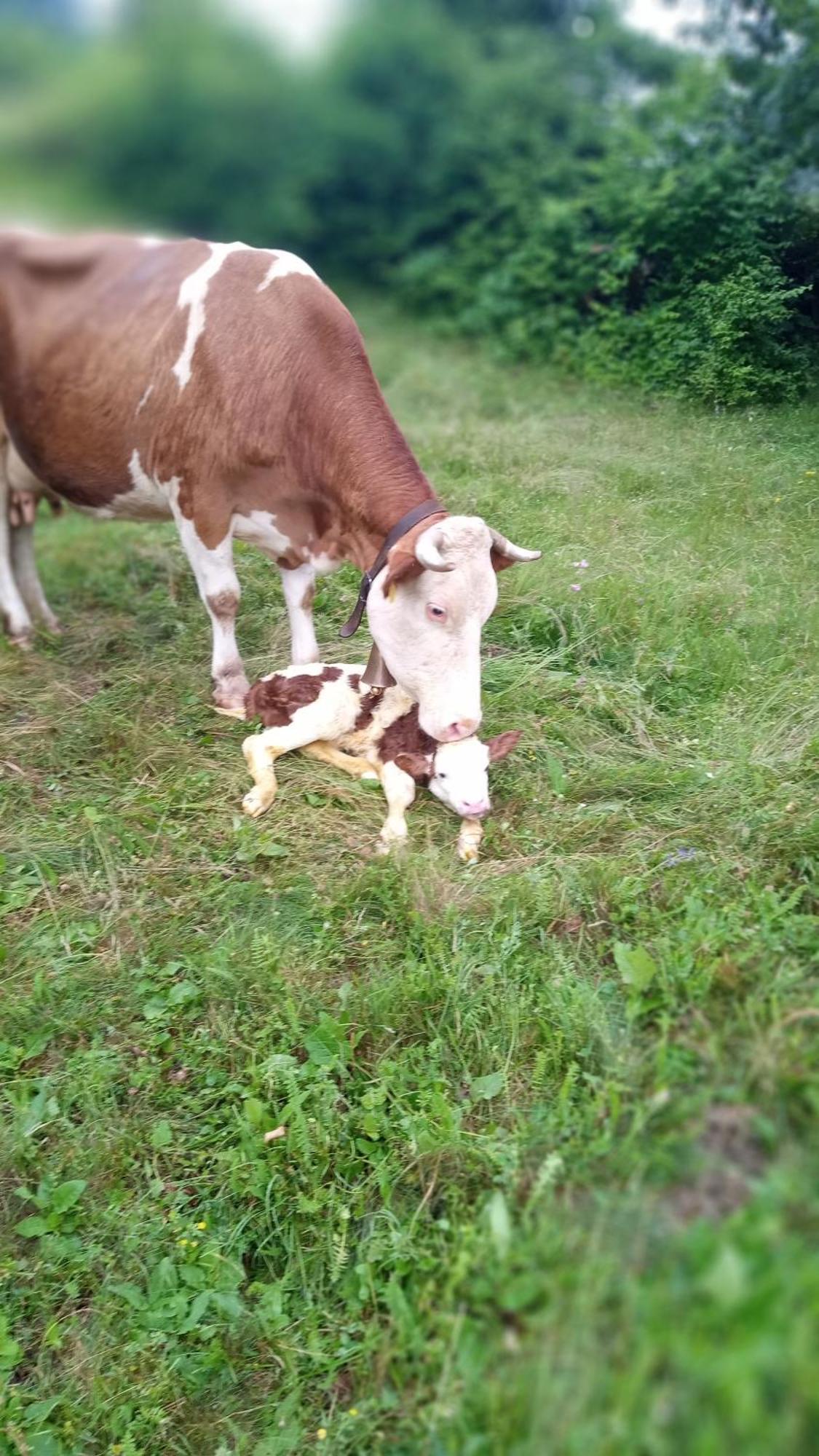 Family Owned Self Sufficient Eco Farm Tara Hotel Плевля Екстериор снимка